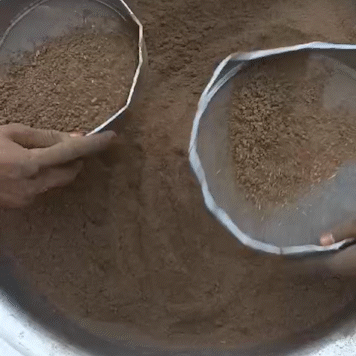 Chébé powder